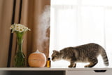 Welchen_Geruch_mögen_Katzen_nicht_Aufmacher